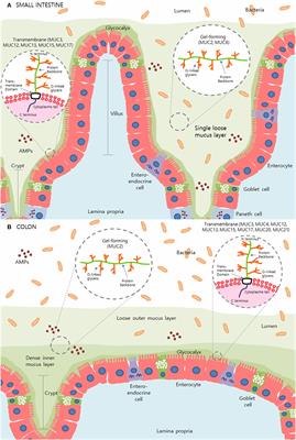 Mucins in Intestinal Mucosal Defense and Inflammation: Learning From Clinical and Experimental Studies